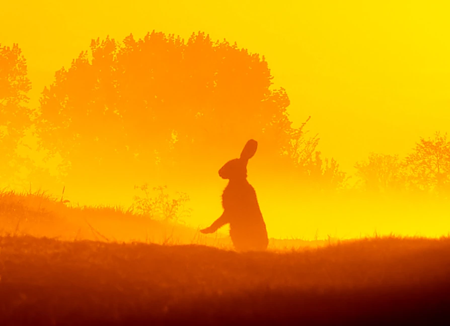 Silhouet van een dier in het gouden ochtendlicht