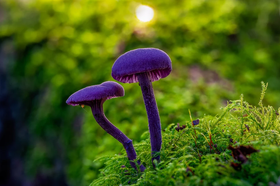 Twee paarse paddenstoelen op groen mos