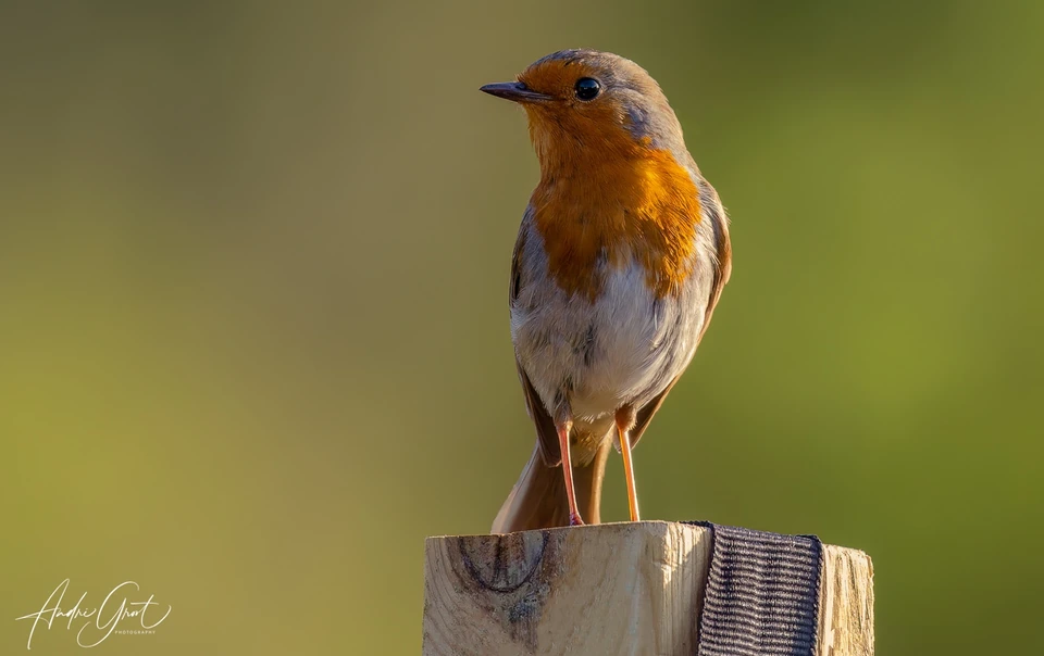 Roodborst op een houten paaltje tegen een rustige groene achtergrond